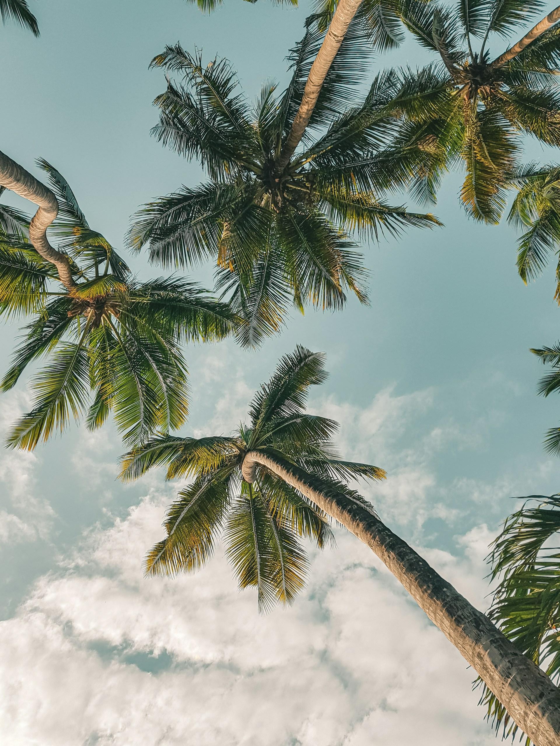 Tall coconut palms on our land, with sunlight on the grass below
