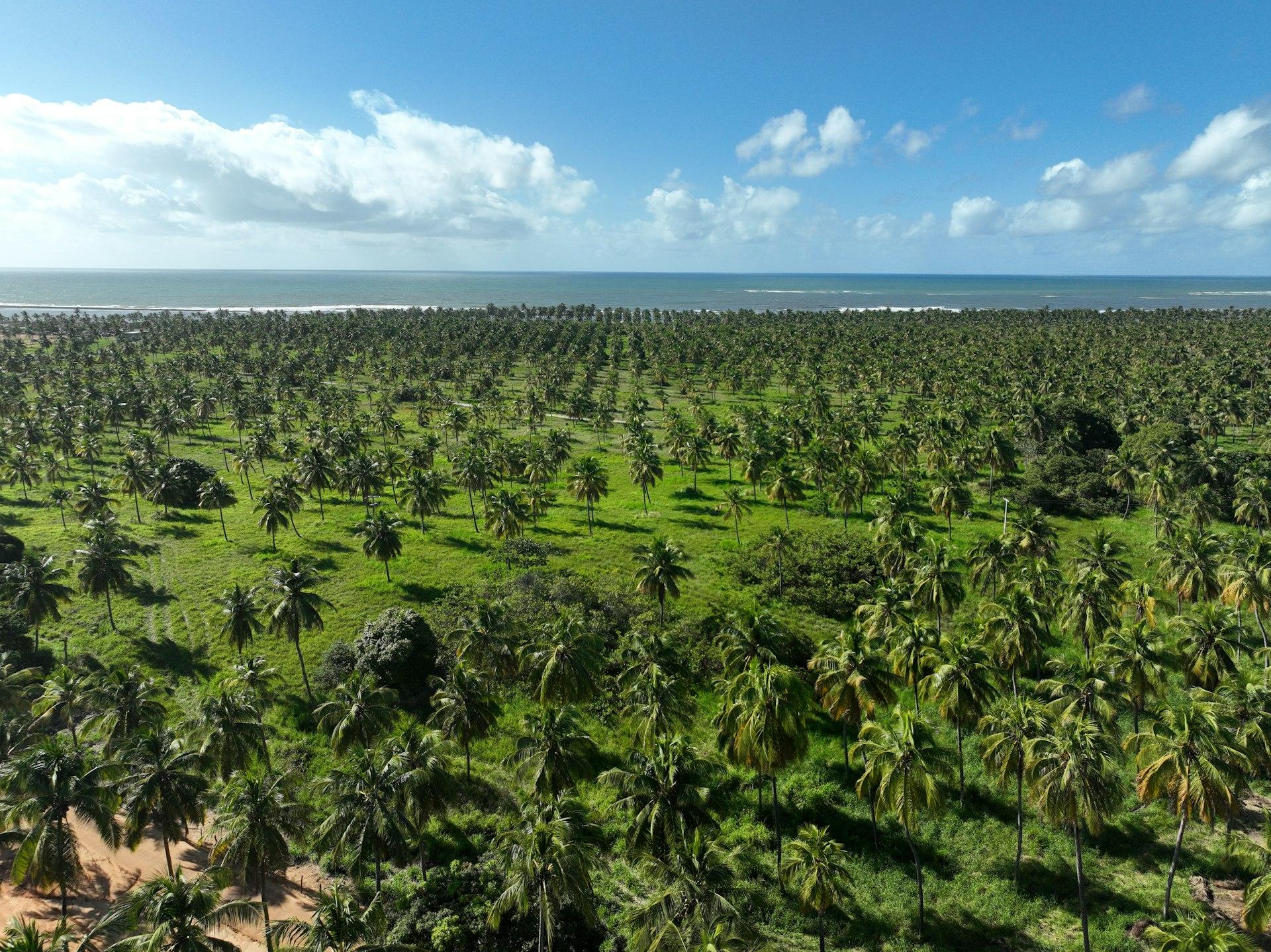 A vast palm tree plantation stretching towards the ocean under a blue sky